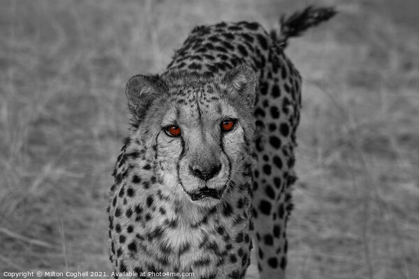 Portrait of a cheetah in Namibia - Colour pop Picture Board by Milton Cogheil
