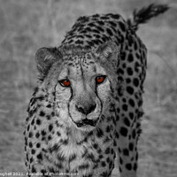 Buy canvas prints of Portrait of a cheetah in Namibia - Colour pop by Milton Cogheil
