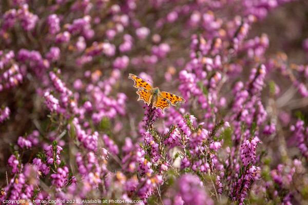 Comma Butterfly on heather Picture Board by Milton Cogheil