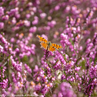 Buy canvas prints of Comma Butterfly on heather by Milton Cogheil