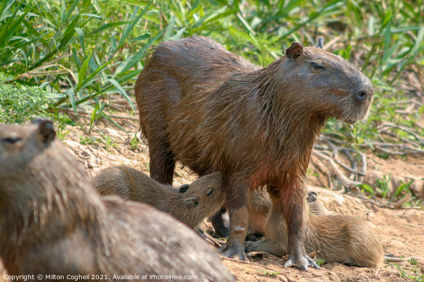 Capybaras in the Pantanal region of Brazil Picture Board by Milton Cogheil