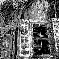 Buy canvas prints of Overgrown Shed and Window by John Chase