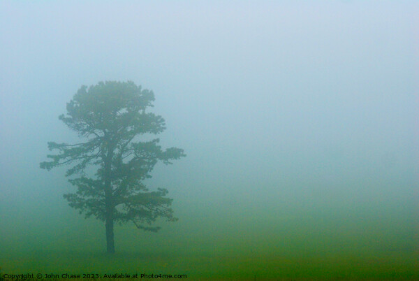 Tree in Fog, Shenandoah National Park Picture Board by John Chase