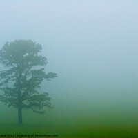 Buy canvas prints of Tree in Fog, Shenandoah National Park by John Chase