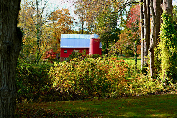 Historic Red Barn and Silo in Fall Picture Board by John Chase