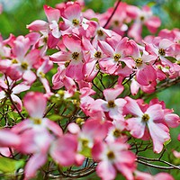 Buy canvas prints of Pink & White Blossoms in Spring #2 by John Chase