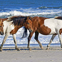 Buy canvas prints of Wild Ponies at Assateague Island by John Chase