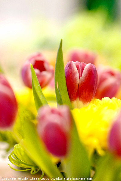Red and Yellow Tulips, Close-Up Picture Board by John Chase