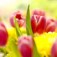 Buy canvas prints of Red and Yellow Tulips, Close-Up by John Chase