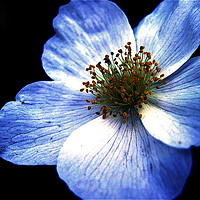 Buy canvas prints of Blue Flower, Close-up by John Chase