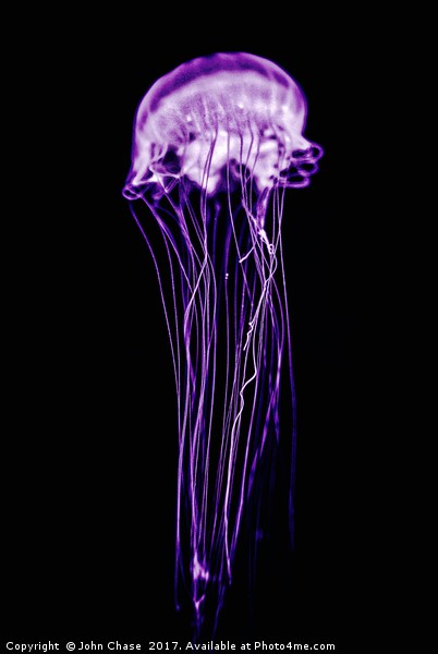 Purple Jellyfish Picture Board by John Chase