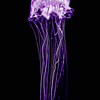 Buy canvas prints of Purple Jellyfish by John Chase