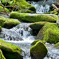 Buy canvas prints of Cool Mountain Stream in Spring by John Chase