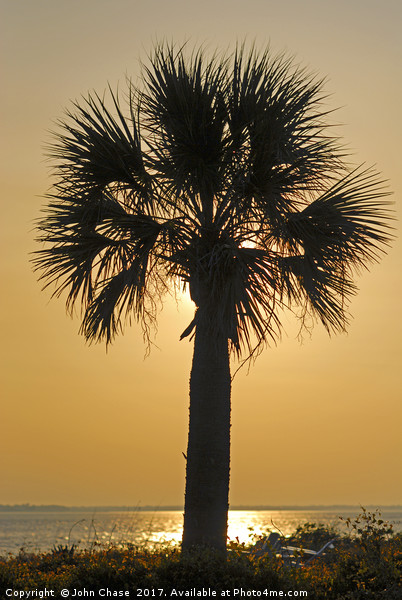 Palm Tree Sunset Picture Board by John Chase
