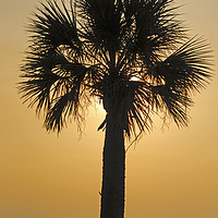 Buy canvas prints of Palm Tree Sunset by John Chase