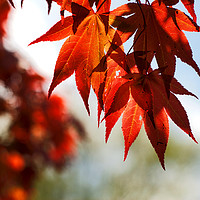 Buy canvas prints of  Japanese Maple Tree Leaves by John Chase