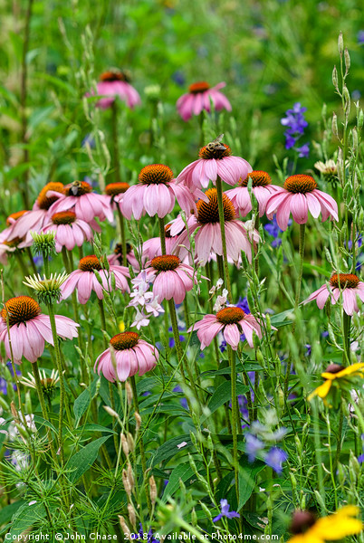 Echinacea With Honey Bees Picture Board by John Chase