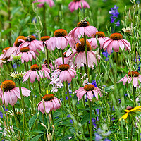 Buy canvas prints of Echinacea With Honey Bees by John Chase