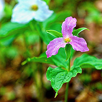 Buy canvas prints of Purple and White Trillium in Spring by John Chase