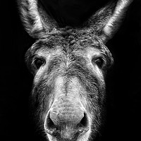 Buy canvas prints of Donkey by Jason Feather