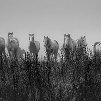 Buy canvas prints of Horses in the early morning mist by Jason Feather