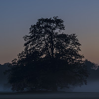Buy canvas prints of Misty Old Tree by Nichol Pope