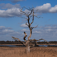 Buy canvas prints of Dead Tree. Snape, Suffolk, UK. by Nichol Pope