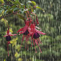 Buy canvas prints of Fuchsia blooms in rain by Steve Whitham