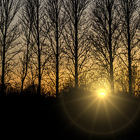 Buy canvas prints of Sunset through trees by Steve Whitham