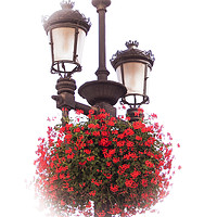 Buy canvas prints of Geraniums on lamp post by Steve Whitham