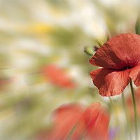 Buy canvas prints of Poppy against absract background by Steve Whitham
