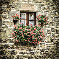 Buy canvas prints of Geraniums around a cottage window by Steve Whitham