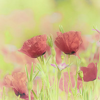 Buy canvas prints of Poppy Meadow by Steve Whitham