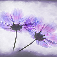 Buy canvas prints of Transparent Purple Petals by Steve Whitham