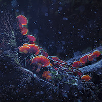 Buy canvas prints of Magic Mushrooms. by Steve Whitham