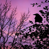 Buy canvas prints of A Sunset to Crow Over. by Steve Whitham