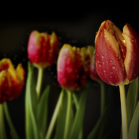 Buy canvas prints of Dew Tulips by Steve Whitham
