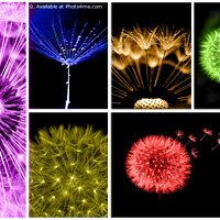 Buy canvas prints of Dandelion colour collage. by Steve Whitham