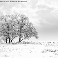 Buy canvas prints of Snowfall on the meadow. by Steve Whitham