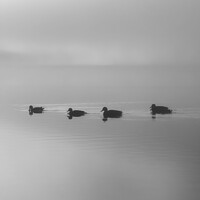 Buy canvas prints of Putting your ducks in a row. by Steve Whitham