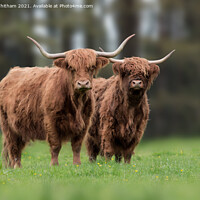 Buy canvas prints of Highland cattle Portrait. by Steve Whitham