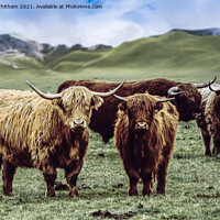 Buy canvas prints of Curious Cows. by Steve Whitham