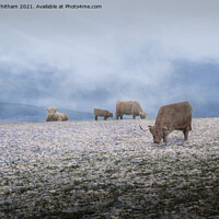 Buy canvas prints of Cows in the Mist. by Steve Whitham