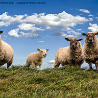 Buy canvas prints of Sheep on the Hill. by Steve Whitham