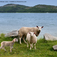 Buy canvas prints of Sheep by the Lake. by Steve Whitham