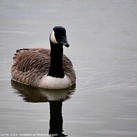 Buy canvas prints of Canada Goose by Tom Curtis