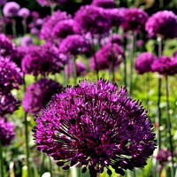 Buy canvas prints of Allium Hollandicum Purple sensation by Tom Curtis