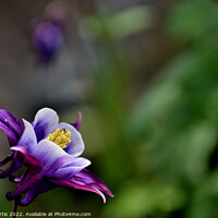 Buy canvas prints of Aquilegia Flower by Tom Curtis