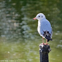 Buy canvas prints of Black Headed Gull Juvenile by Tom Curtis