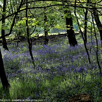 Buy canvas prints of Woodland at Newmillerdam West Yorkshire by Tom Curtis